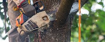 Best Tree Cabling and Bracing  in Battle Creek, NE