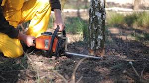 Professional Tree Care in Battle Creek, NE