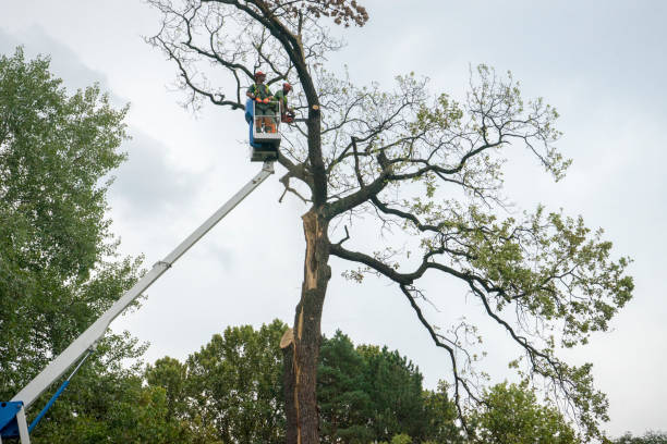 Best Tree Disease Treatment  in Battle Creek, NE