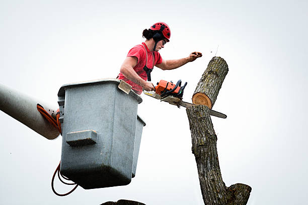 Best Fruit Tree Pruning  in Battle Creek, NE