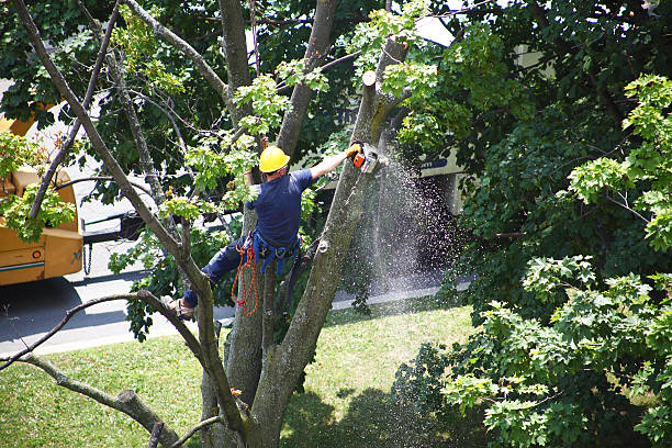 Best Firewood Processing and Delivery  in Battle Creek, NE